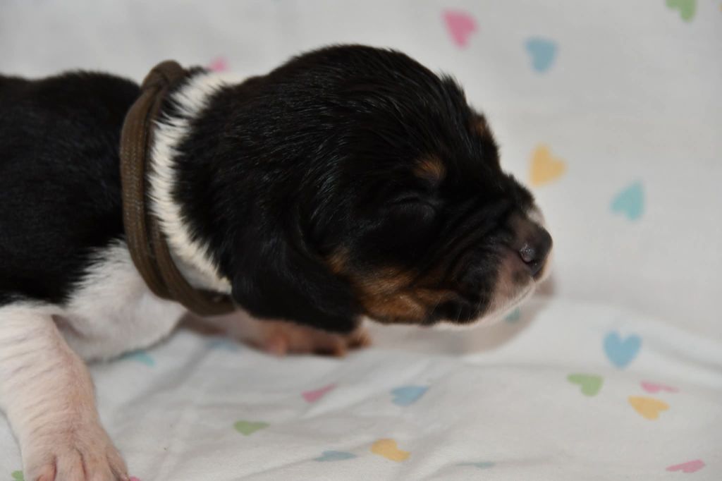 Des Mille Et Une Roses - Chiots disponibles - Basset Hound
