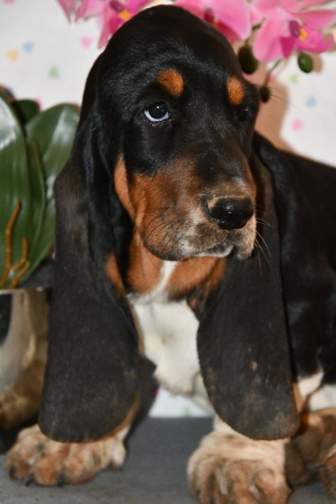 Des Mille Et Une Roses - Chiots disponibles - Basset Hound