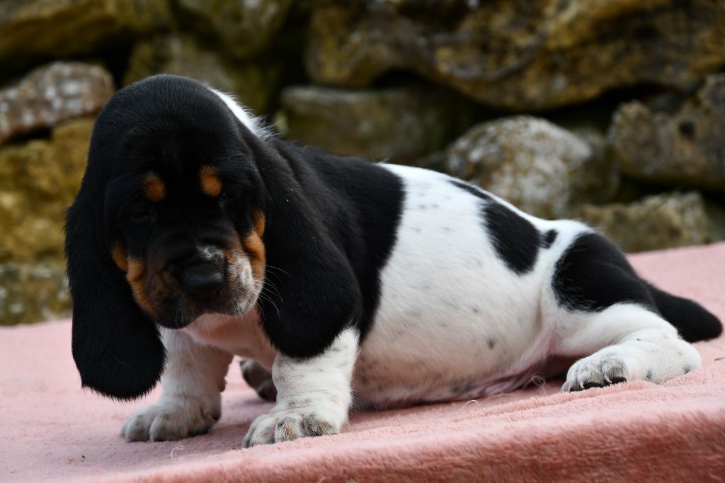 Des Mille Et Une Roses - Chiots disponibles - Basset Hound