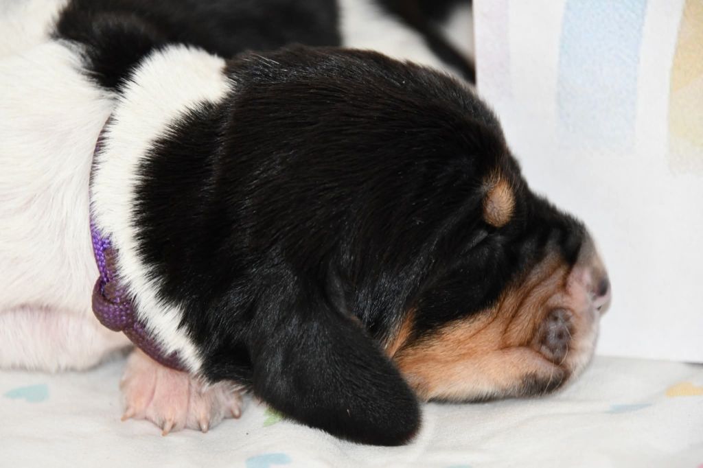 Des Mille Et Une Roses - Chiots disponibles - Basset Hound