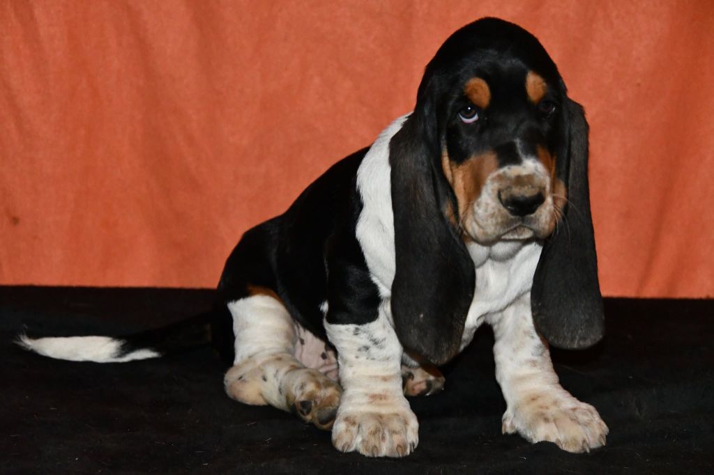 Des Mille Et Une Roses - Chiots disponibles - Basset Hound
