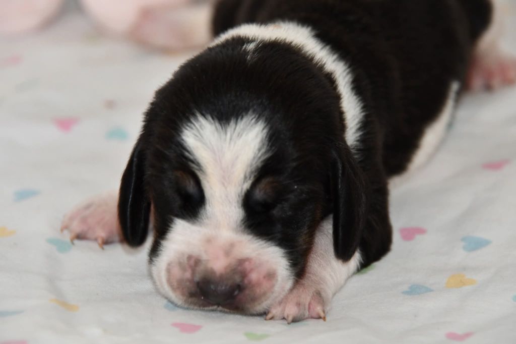 Des Mille Et Une Roses - Chiots disponibles - Basset Hound