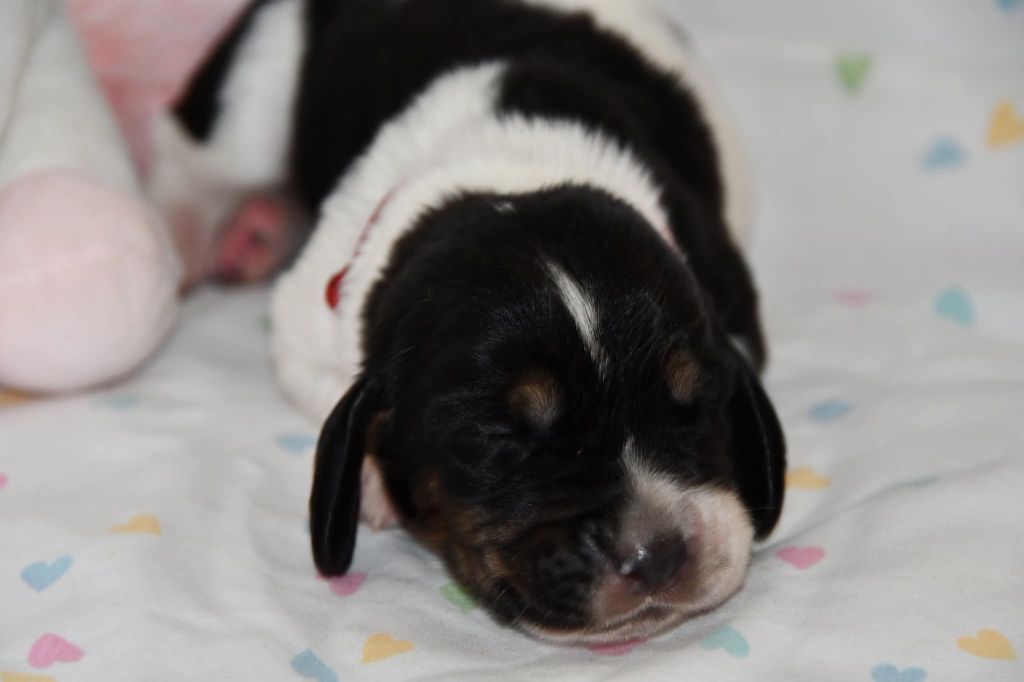 Des Mille Et Une Roses - Chiots disponibles - Basset Hound