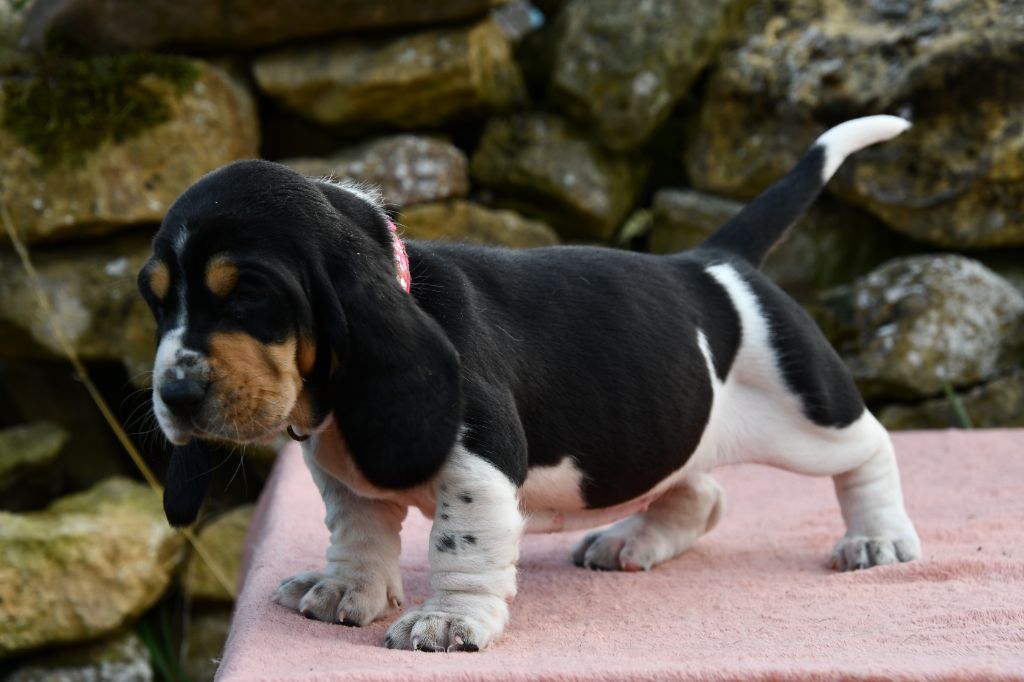 Des Mille Et Une Roses - Chiots disponibles - Basset Hound