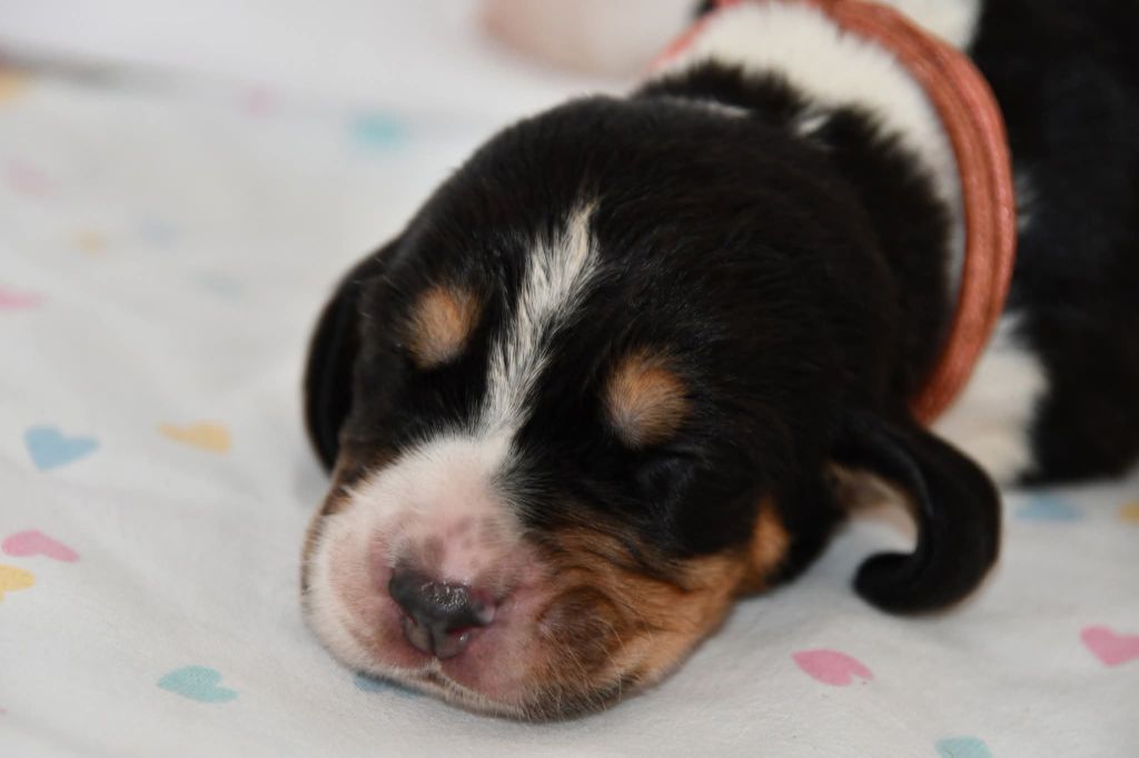 Des Mille Et Une Roses - Chiots disponibles - Basset Hound